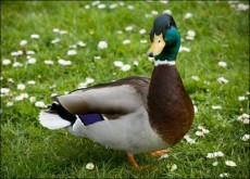 duck-picture[1]